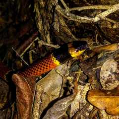 Micrurus diastema alienus