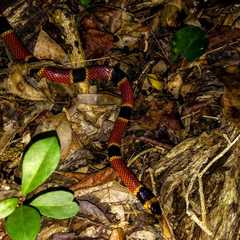 Micrurus diastema alienus