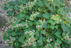 Pelargonium papilionaceum