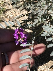 Astragalus palmeri
