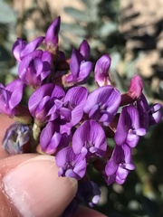 Astragalus palmeri