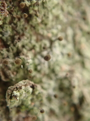 Chaenotheca ferruginea