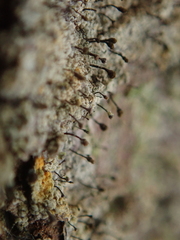 Chaenotheca ferruginea