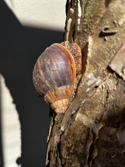 Lissachatina immaculata