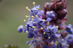 Ceanothus tomentosus olivaceus