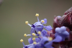 Ceanothus tomentosus olivaceus