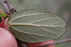 Ceanothus tomentosus olivaceus