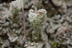 Cladonia chlorophaea