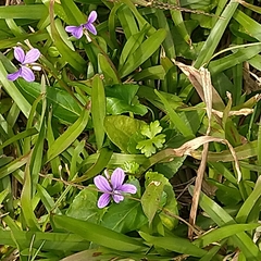 Viola confusa