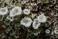Cladonia chlorophaea