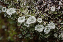 Cladonia chlorophaea