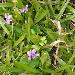 Viola confusa