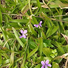 Viola confusa