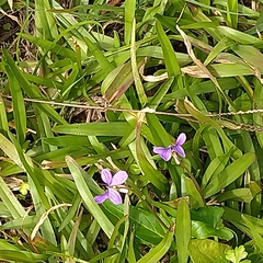 Viola confusa