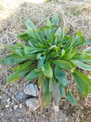 Plantago lagopus