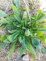 Plantago lagopus