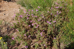 Pelargonium quercifolium
