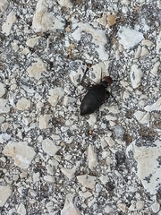 Trichomeloe sericellus