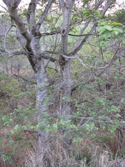 Celtis africana