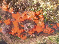 Hymeniacidon perlevis