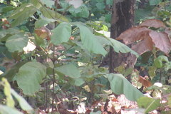 Canis aureus indicus