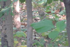 Canis aureus indicus