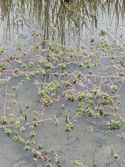 Ludwigia adscendens