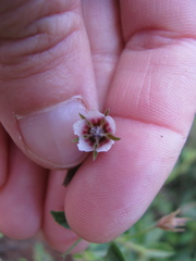 Hermannia glanduligera