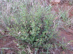 Hermannia glanduligera