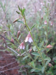 Hermannia glanduligera