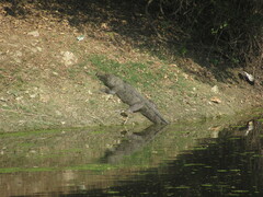 Crocodylus palustris