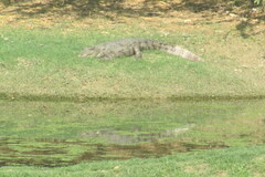 Crocodylus palustris