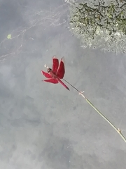 Neurothemis ramburii