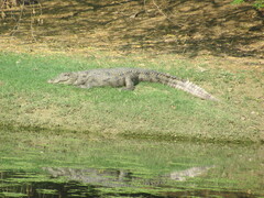 Crocodylus palustris
