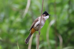 Pycnonotus xanthorrhous