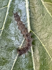 Lasiocampoidea