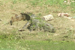 Crocodylus palustris