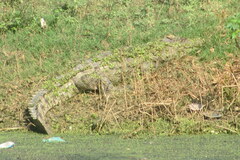 Crocodylus palustris