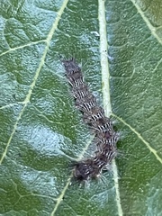 Lasiocampoidea