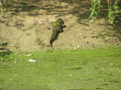 Crocodylus palustris