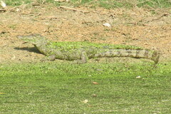 Crocodylus palustris