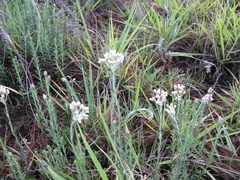 Helichrysum aureonitens