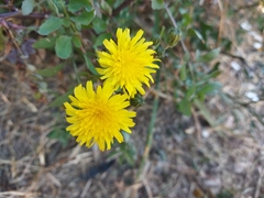 Sonchus tenerrimus