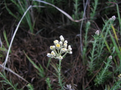 Helichrysum aureonitens