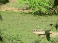 Crocodylus palustris