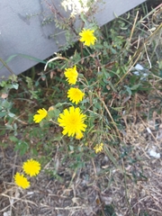Sonchus tenerrimus