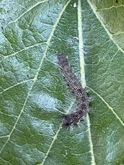Lasiocampoidea