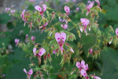 Pelargonium papilionaceum
