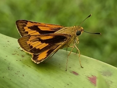 Cephrenes trichopepla