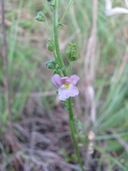 Nemesia fruticans